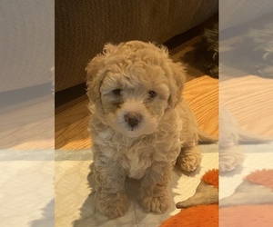 Lhasa Apso-Poodle (Standard) Mix Puppy for sale in E BRUNSWICK, NJ, USA