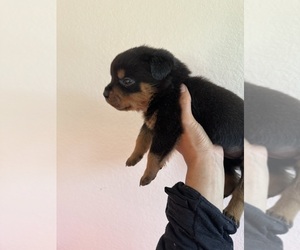 Rottweiler Puppy for Sale in FULLERTON, California USA