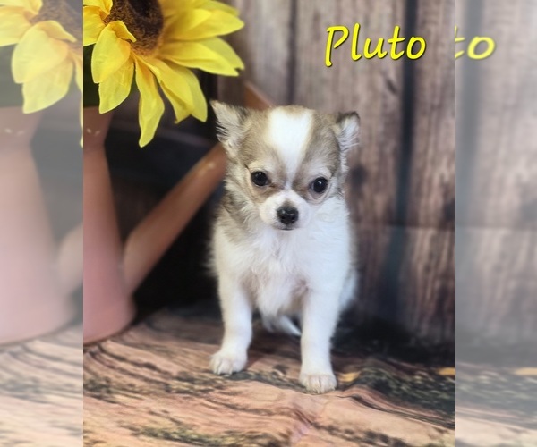 Medium Photo #8 Chihuahua Puppy For Sale in HOMERVILLE, GA, USA