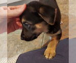 Small #4 Labrador Retriever Mix