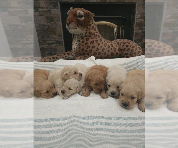 Medium Photo #8 English Cream Golden Retriever Puppy For Sale in SACRAMENTO, CA, USA