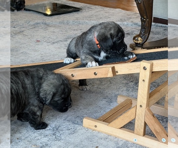 Medium Photo #35 Mastiff-Pyrenean Mastiff Mix Puppy For Sale in RHOME, TX, USA