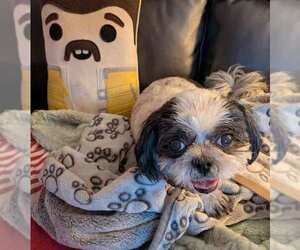 Edna - Female Shih Tzu Dog for Adoption - Photo #5