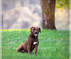 Coonhound-Labrador Retriever Mix Dogs for adoption in Unionville, PA, USA