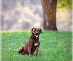 Small Coonhound-Labrador Retriever Mix