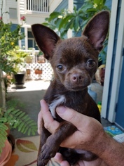 Chihuahua Puppy for sale in COLLEGE STATION, TX, USA