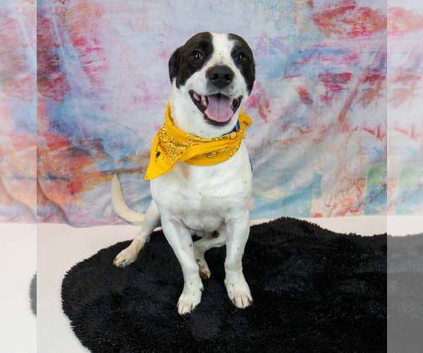 Medium Photo #6 Mutt Puppy For Sale in Kennesaw, GA, USA