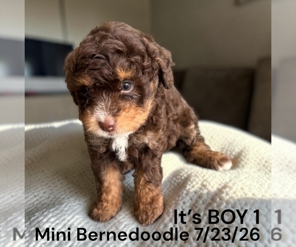 Medium Photo #4 Bernedoodle-Poodle (Miniature) Mix Puppy For Sale in MONTPELIER, OH, USA