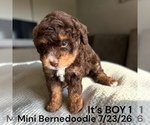 Small #3 Bernedoodle-Poodle (Miniature) Mix