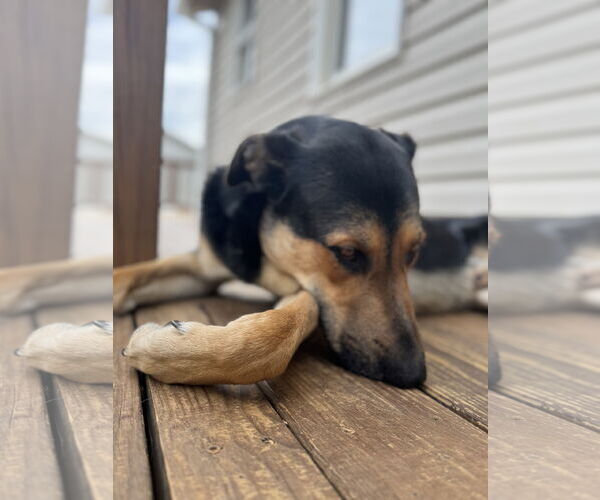 Medium Photo #11 German Shepherd Dog-Unknown Mix Puppy For Sale in Holly Springs, NC, USA