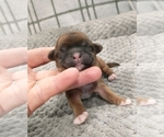 Small Photo #56 Puggle-Shih Tzu Mix Puppy For Sale in NEW YORK MILLS, MN, USA