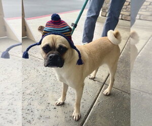 Jack - Male Pug-Unknown Mix Dog for Adoption - Photo #6