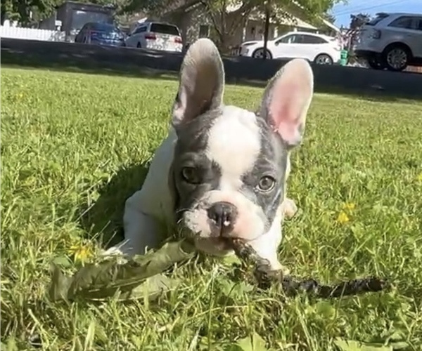 Medium Photo #11 French Bulldog Puppy For Sale in MEDFORD, OR, USA