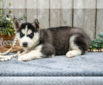 Small Photo #4 Siberian Husky Puppy For Sale in LANCASTER, PA, USA