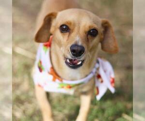 Dachshund-Unknown Mix Dogs for adoption in San Antonio, TX, USA