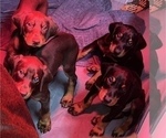 Small Photo #9 Doberman Pinscher Puppy For Sale in STKN, CA, USA