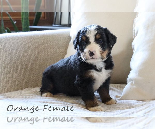 Medium Photo #3 Bernese Mountain Dog Puppy For Sale in BOSWELL, IN, USA