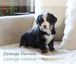 Small Photo #3 Bernese Mountain Dog Puppy For Sale in BOSWELL, IN, USA