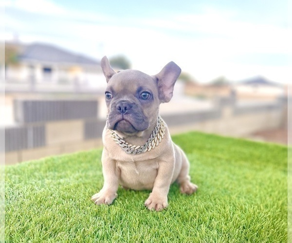 Medium Photo #15 French Bulldog Puppy For Sale in WASHINGTON, DC, USA
