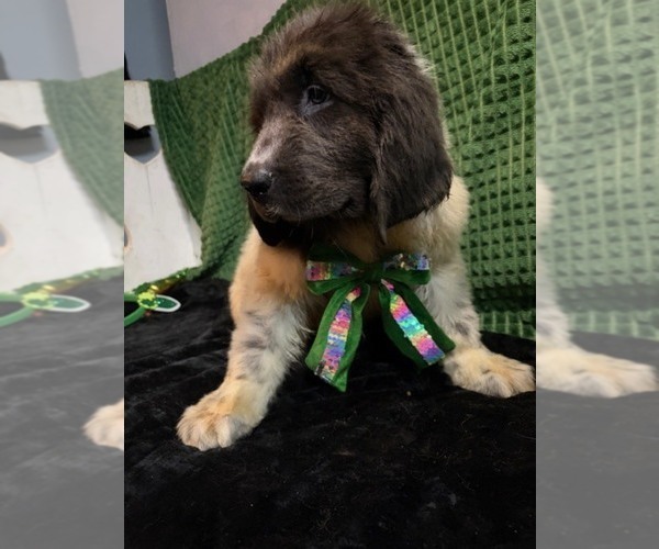 Medium Photo #10 Newfoundland Puppy For Sale in AURORA, IN, USA