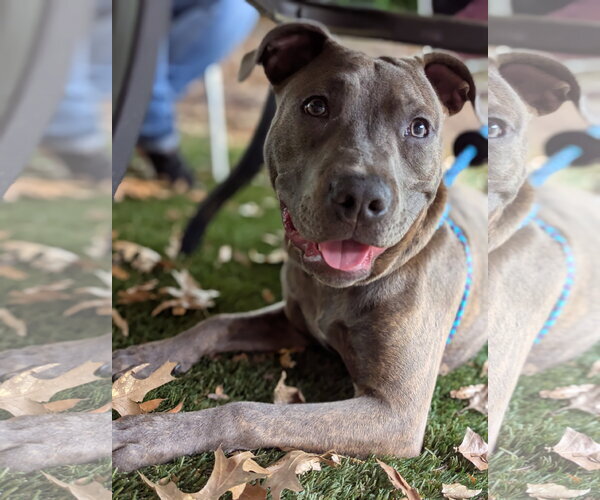 Medium Photo #8 American Pit Bull Terrier-Unknown Mix Puppy For Sale in Holly Springs, NC, USA
