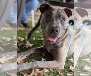 Athena the Pittie - Female American Pit Bull Terrier-Unknown Mix Dog for Adoption - Photo #8