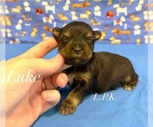 Yorkshire Terrier Puppy for sale in WINNSBORO, LA, USA
