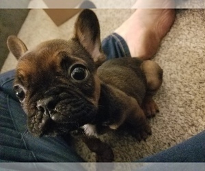 French Bulldog Puppy for sale in NEW CASTLE, IN, USA