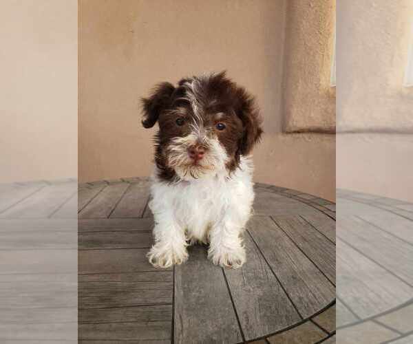 Medium Photo #15 Havanese Puppy For Sale in CASA GRANDE, AZ, USA