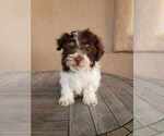 Small Photo #15 Havanese Puppy For Sale in CASA GRANDE, AZ, USA