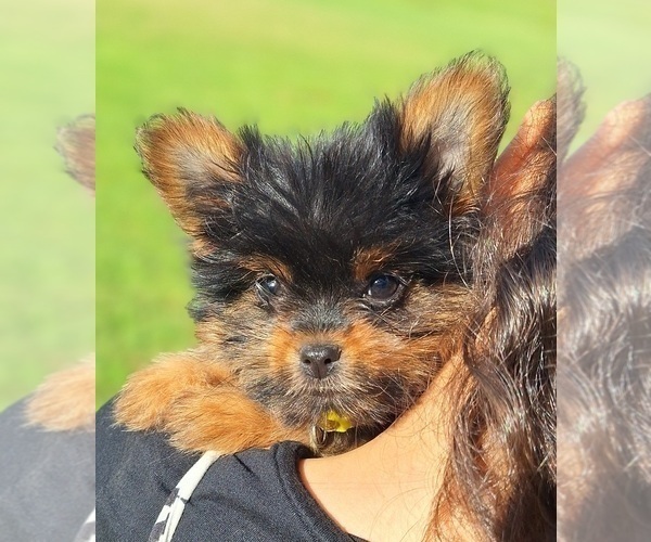 Medium Photo #2 Yoranian Puppy For Sale in LEWISBURG, KY, USA