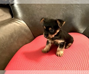 Yorkshire Terrier Puppy for sale in HIGHLAND, CA, USA