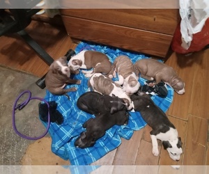 American Pit Bull Terrier Puppy for sale in YORK, SC, USA