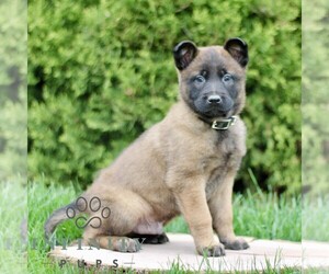Belgian Malinois Puppy for sale in RONKS, PA, USA