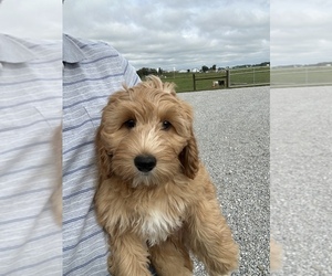 Goldendoodle (Miniature) Puppy for sale in AKRON, OH, USA