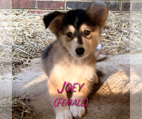 Medium Photo #8 Golden Pyrenees-Siberian Husky Mix Puppy For Sale in HICKORY, NC, USA
