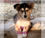 Small #7 Golden Pyrenees-Siberian Husky Mix