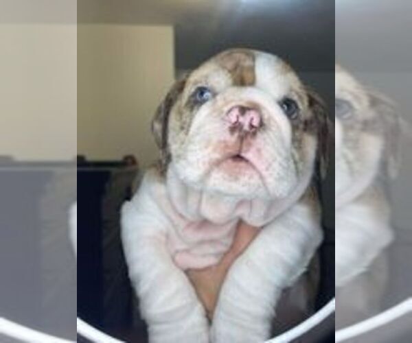 Medium Photo #1 English Bulldog Puppy For Sale in THORNTON, CO, USA