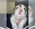 Small Photo #1 English Bulldog Puppy For Sale in THORNTON, CO, USA