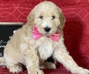 Goldendoodle Puppy for sale in LANCASTER, PA, USA
