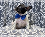 Small Photo #8 French Bulldog Puppy For Sale in LAKELAND, FL, USA