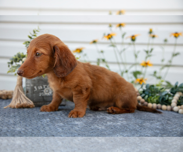 Medium Photo #9 Dachshund Puppy For Sale in ELIZABETHTOWN, PA, USA