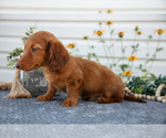Small Photo #9 Dachshund Puppy For Sale in ELIZABETHTOWN, PA, USA