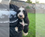 Small #3 Bernese Mountain Dog