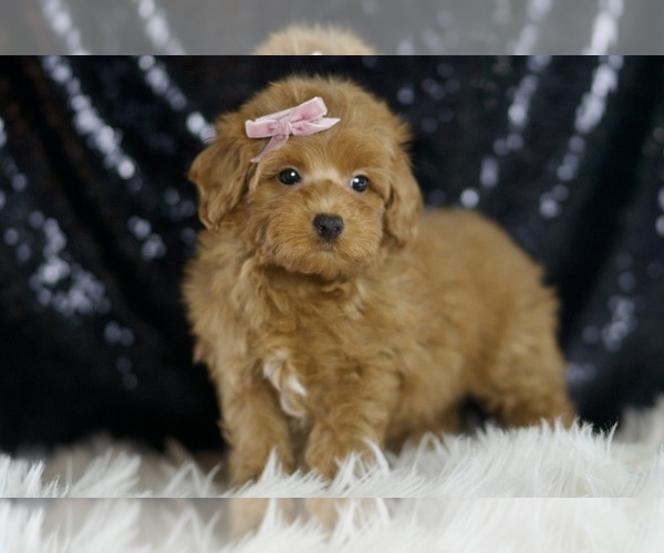Medium Photo #3 Maltipoo Puppy For Sale in WARSAW, IN, USA