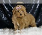 Small #2 Maltipoo