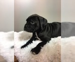 Small Photo #2 Boxer Puppy For Sale in BECKS MILLS, OH, USA