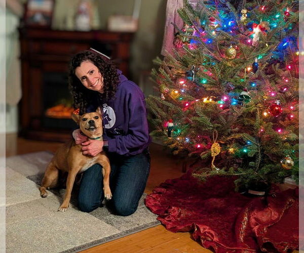 Medium Photo #13 Boston Terrier-Unknown Mix Puppy For Sale in Shermans Dale, PA, USA