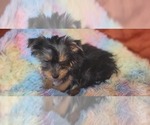 Small Photo #46 Yorkshire Terrier Puppy For Sale in AKRON, OH, USA