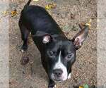Small #12 American Pit Bull Terrier-Great Dane Mix